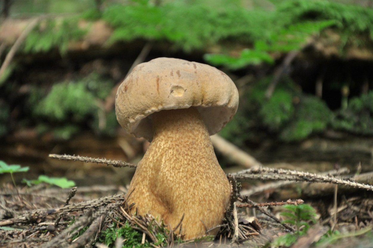 Tylopilus felleus