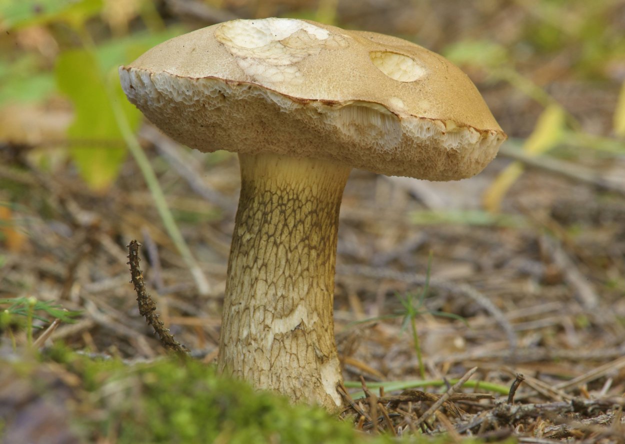 Tylopilus felleus – желчный гриб