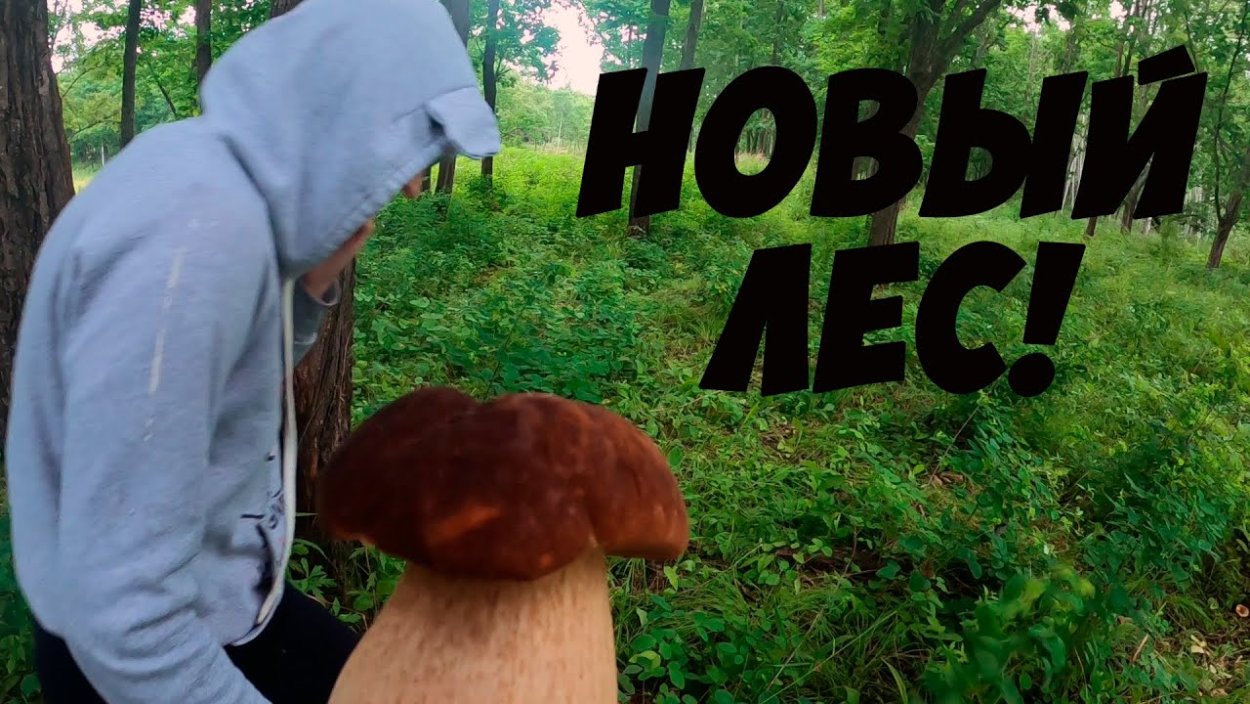Ложный Боровик, желчный гриб