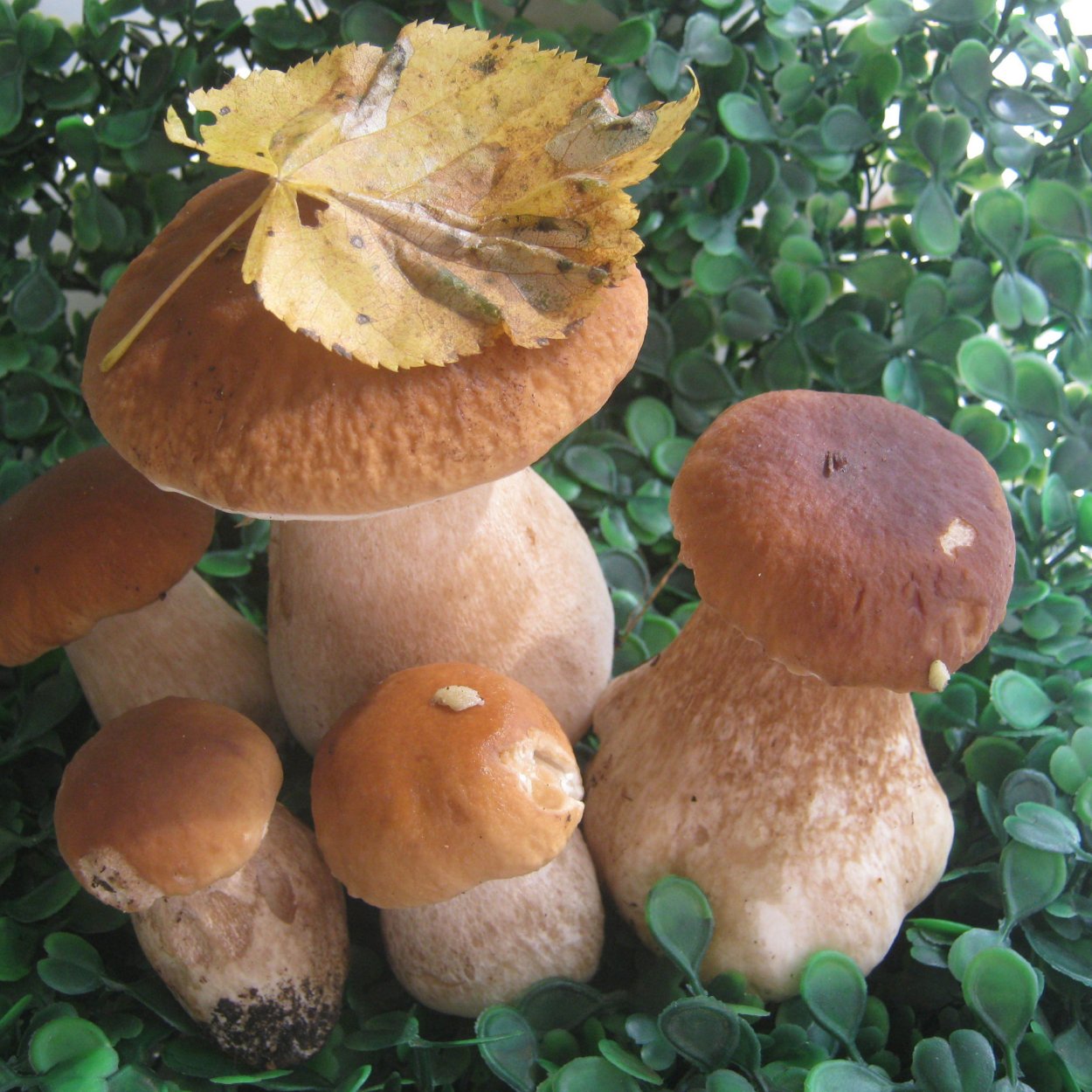 Опенок ссыхающийся Armillaria tabescens