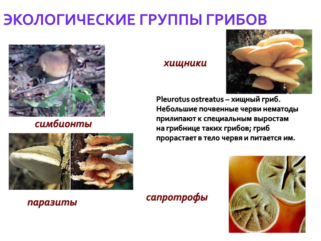 Экологические группы грибов 7 класс