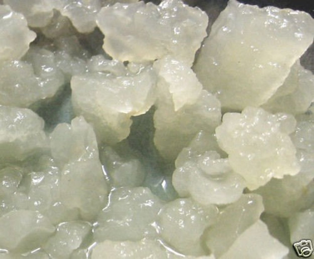 Индийский морской рис Water kefir сушеный