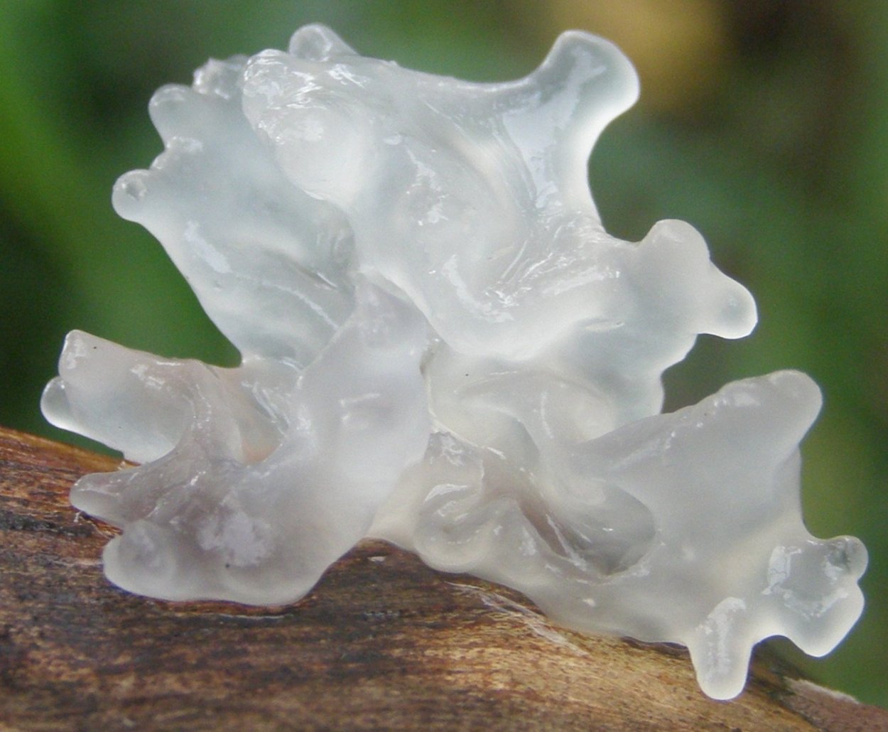 Tremella fuciformis