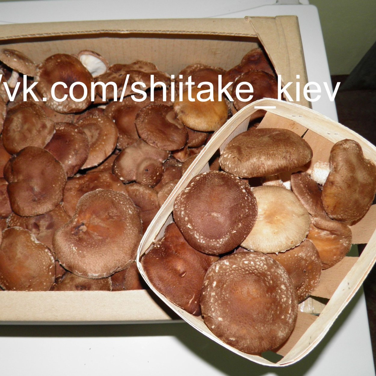 Китайские грибы шиитаке