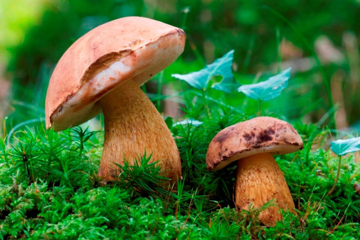 Рядовка надломленная Tricholoma batschii