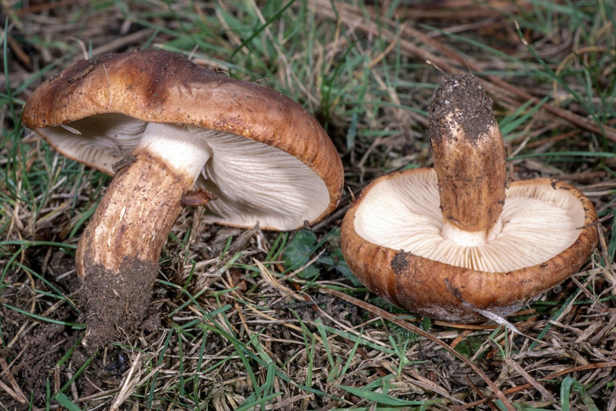 Коллибия веретеноногая Collybia fusipes