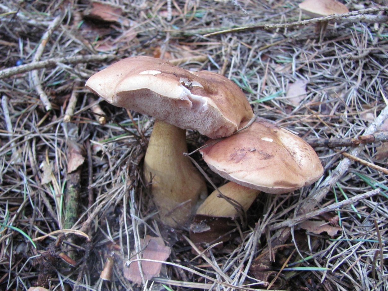 Рядовка погубленная Tricholoma pessundatum