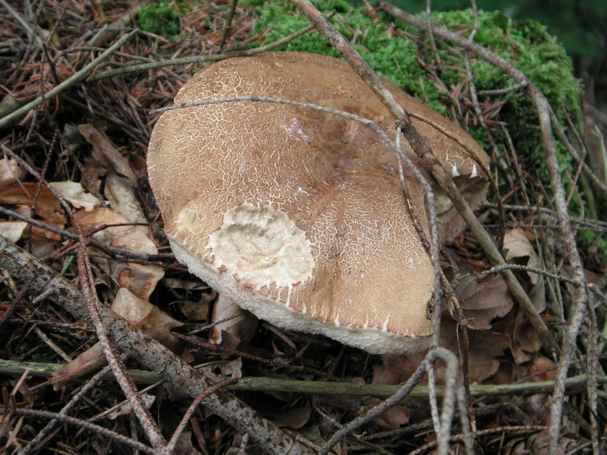 Крымский гриб горчак