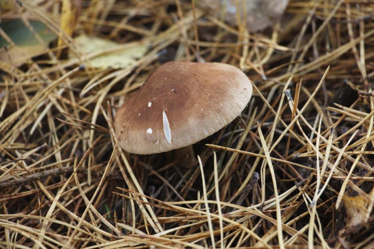 Tylopilus badiceps