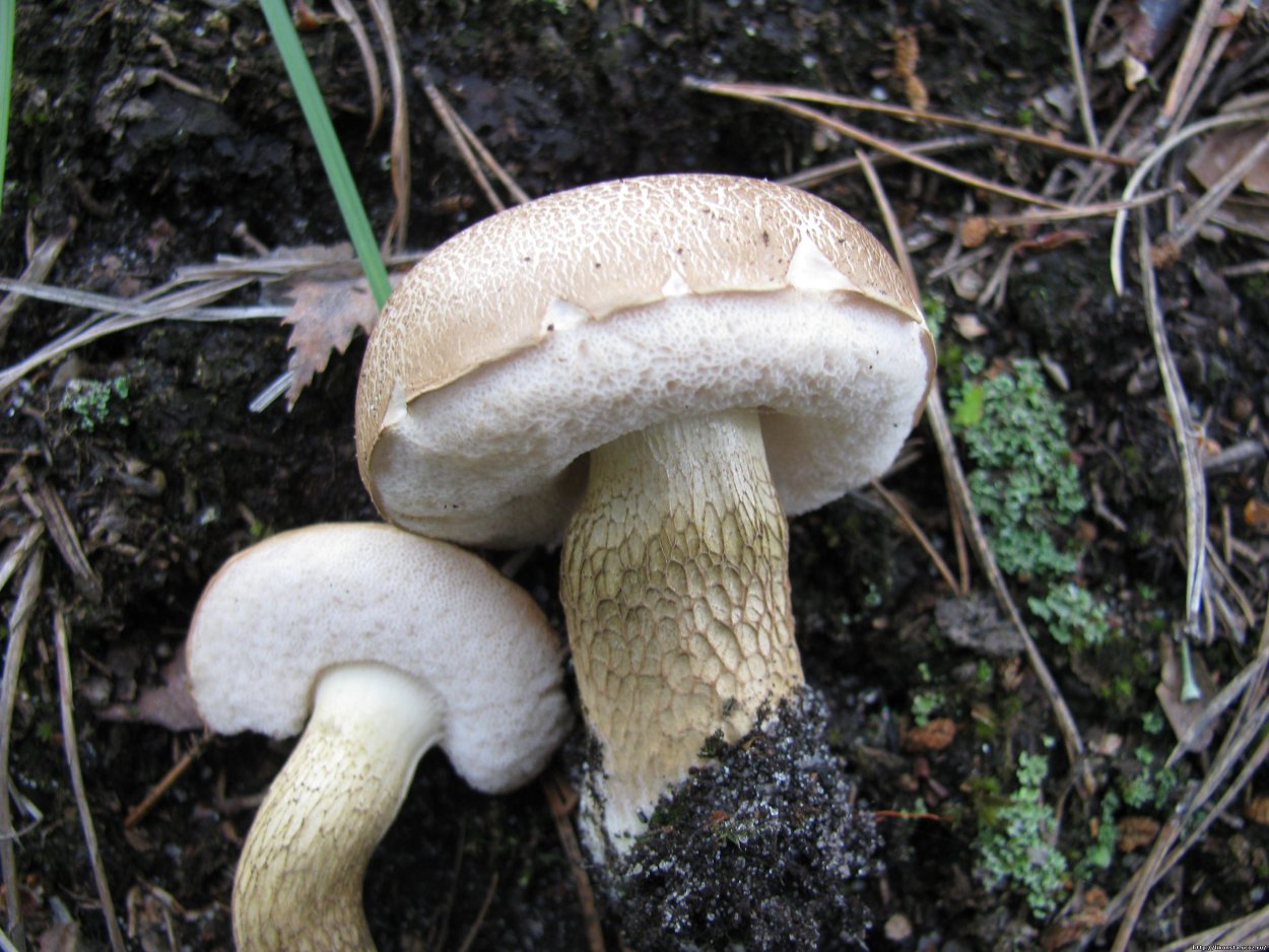 Tricholoma terreum