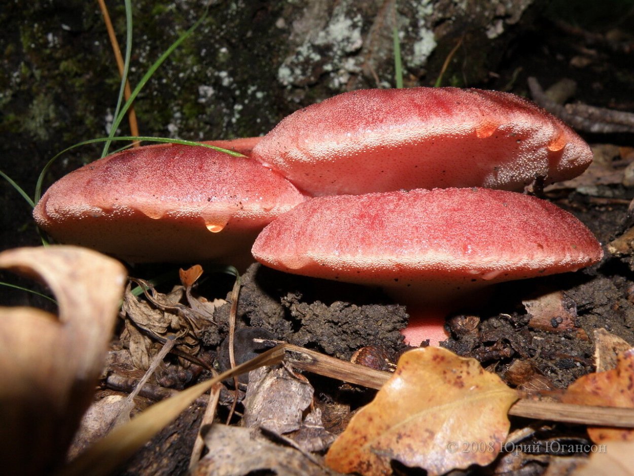 Печёночница (Fistulina hepatica)