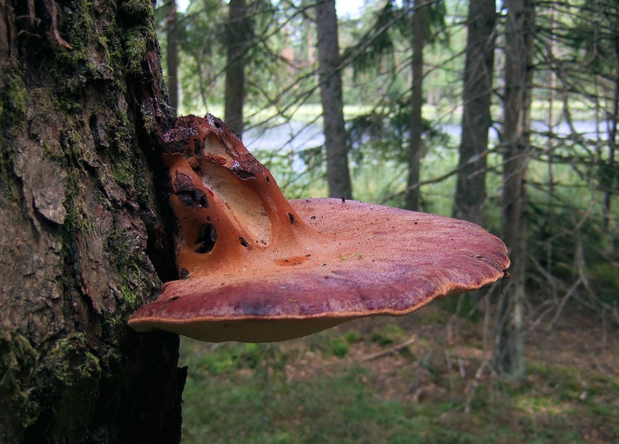 Fistulina hepatica печеночница обыкновенная