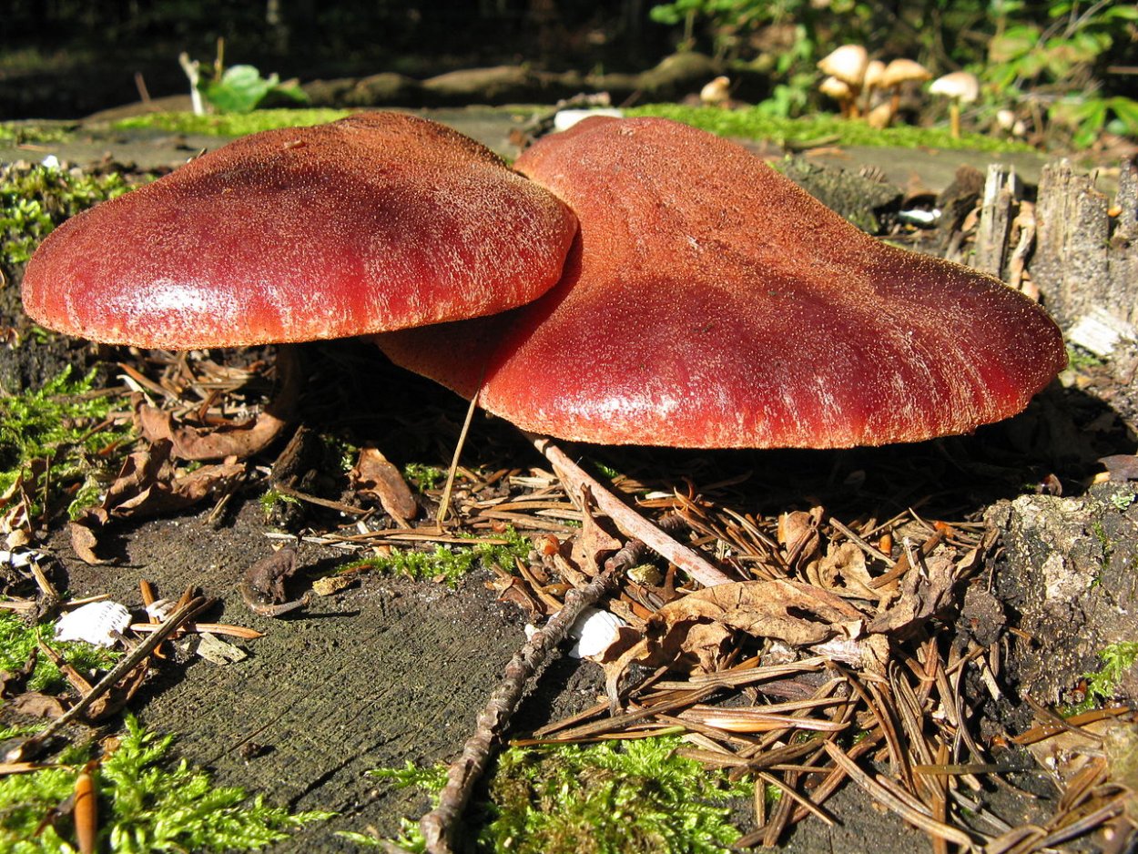 Печёночница (Fistulina hepatica)