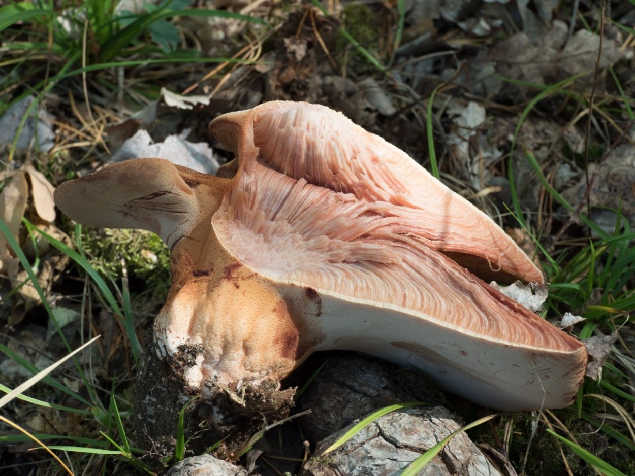 Fistulina hepatica печеночница обыкновенная