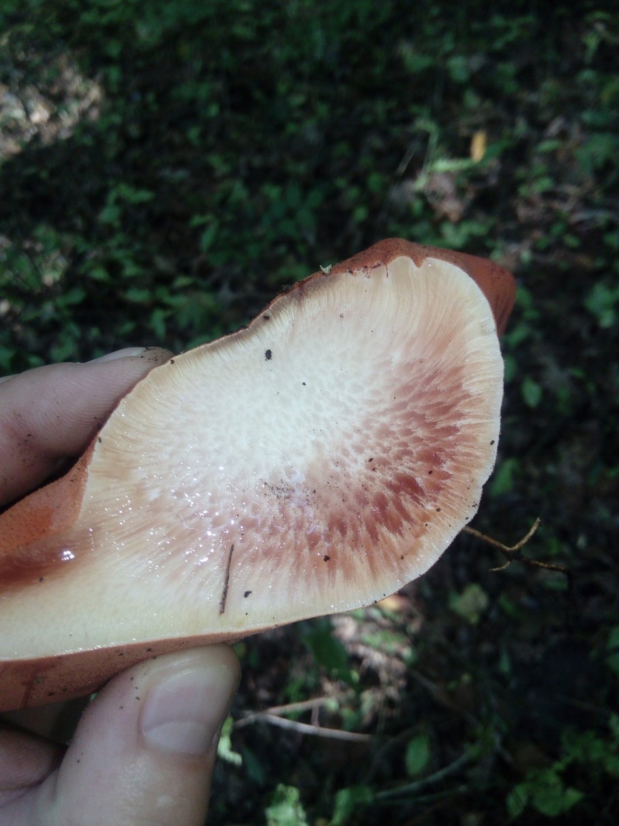 Гриб печеночница (Fistulina hepatica),