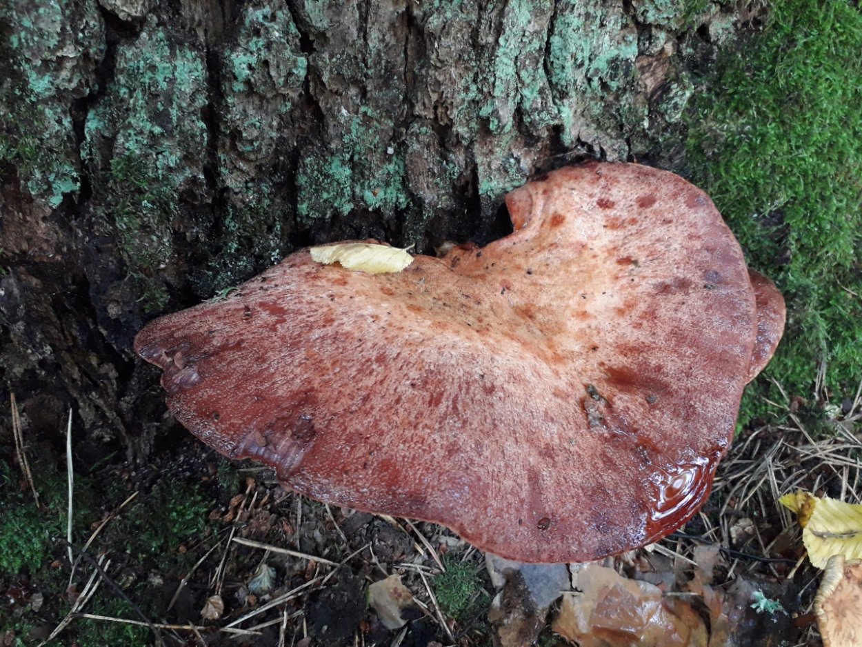 Fistulina hepatica печёночница обыкновенная гриб