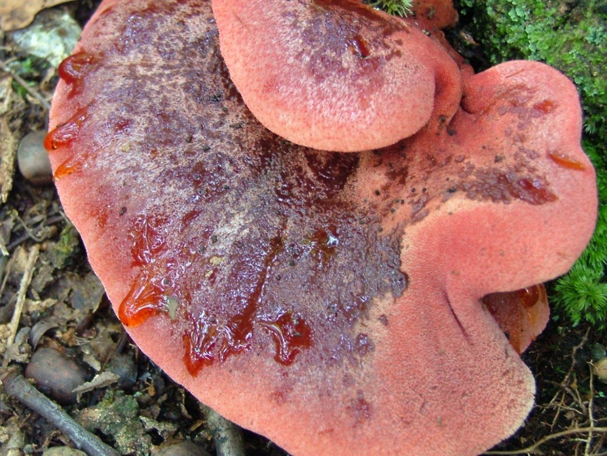 Гриб печеночница (Fistulina hepatica),
