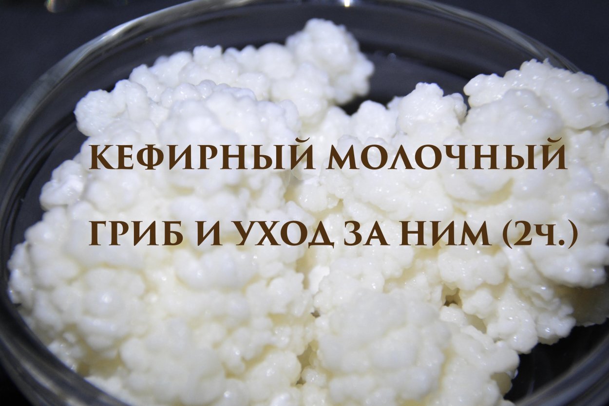Индийский морской рис (зооглея)