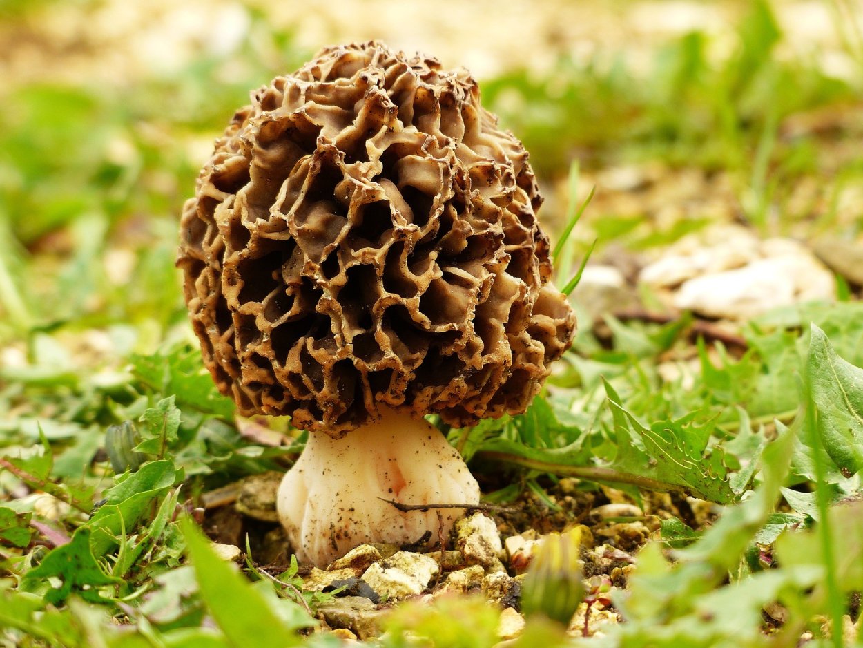 Morel сморчок