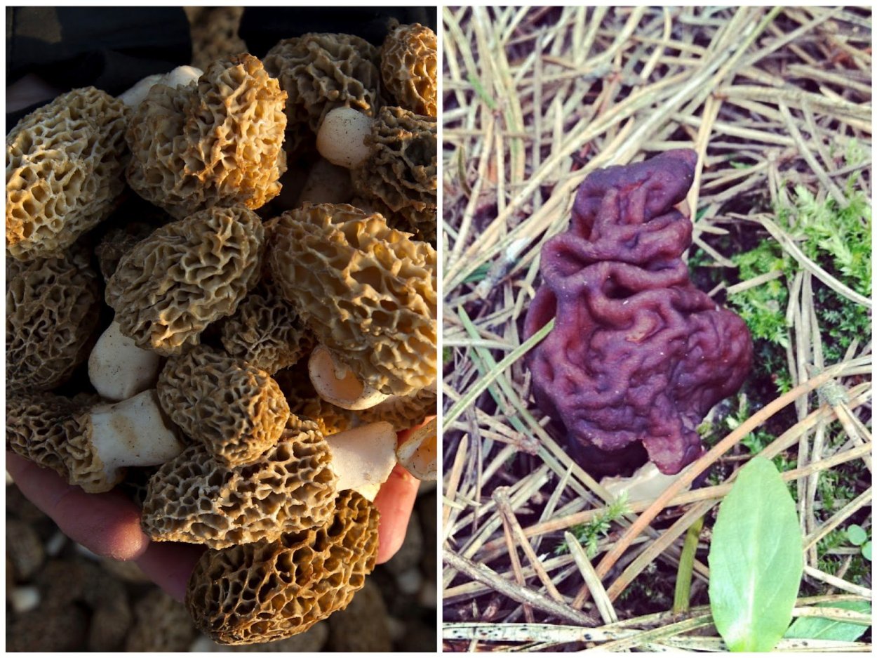 Сморчок съедобный (Morchella esculenta).