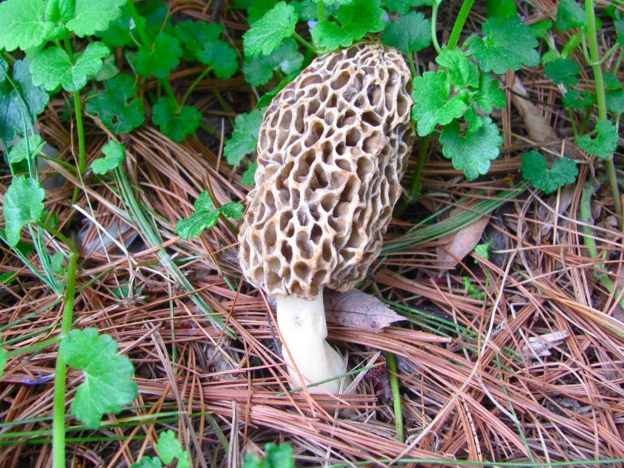 Morel Mushroom