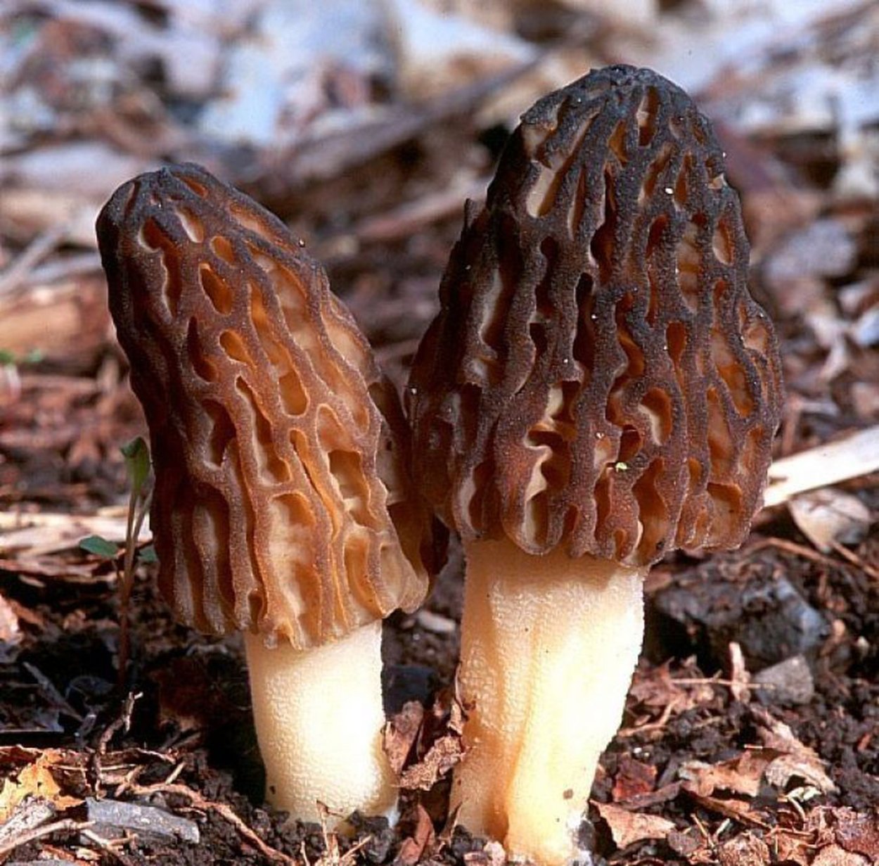 Morel Dovill художник