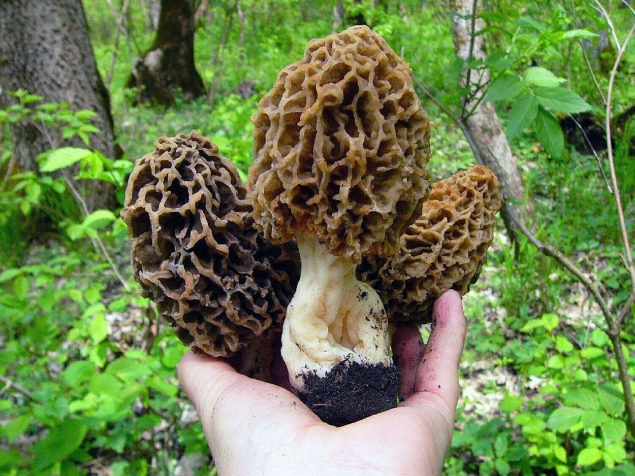 Сумчатые грибы аскомицеты