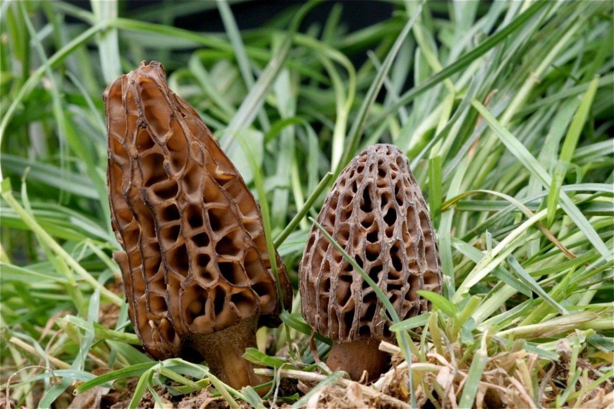 Грибы рода Morilles