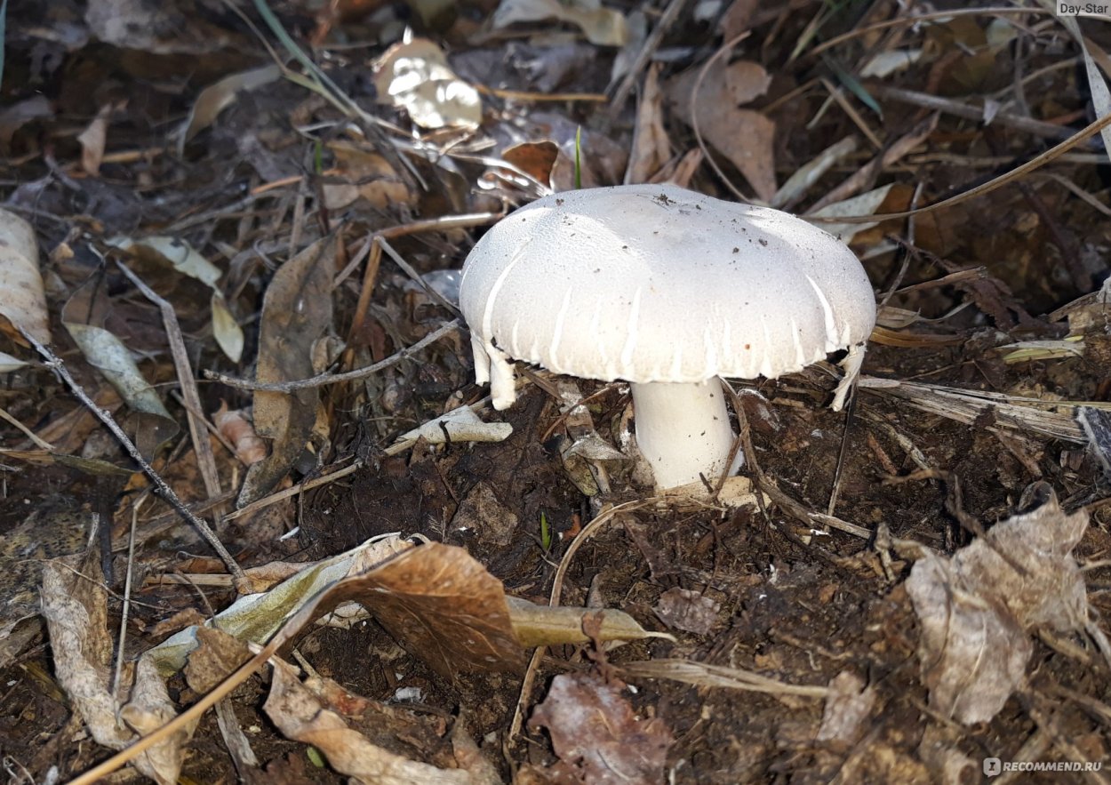 Шампиньон двуспоровый (Agaricus bisporus)