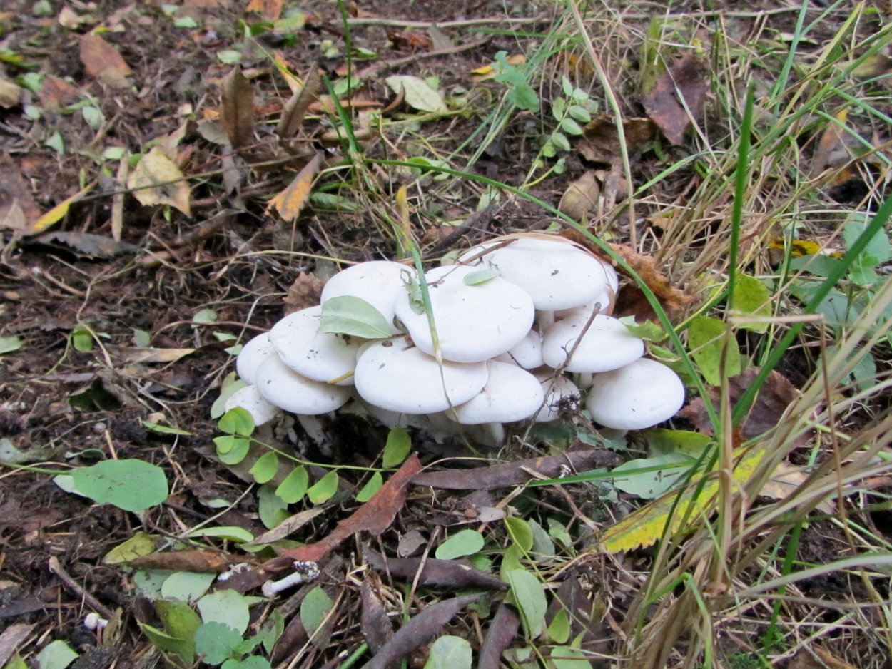 Скрипица Lactarius vellereus.