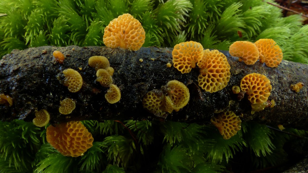 Favolaschia Calocera
