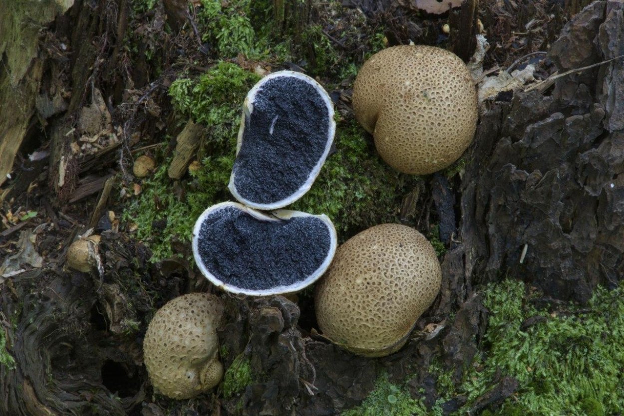 Дождевик грушевидный Lycoperdon pyriforme