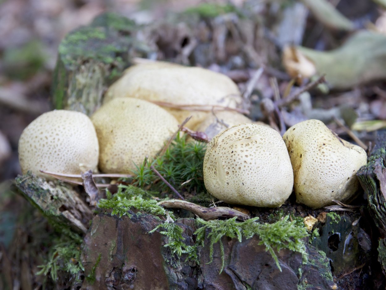 Puffball гриб