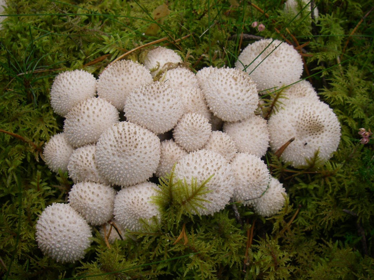Lycoperdon perlatum