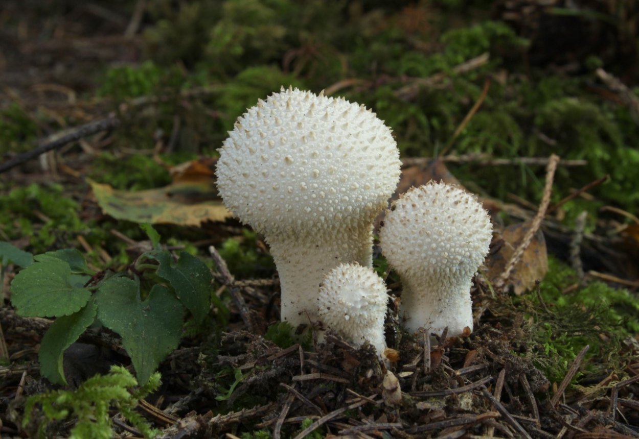 Грибы дождевик (Lycoperdon pyriforme)