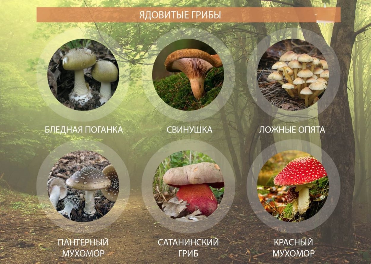 Ядовитые грибы