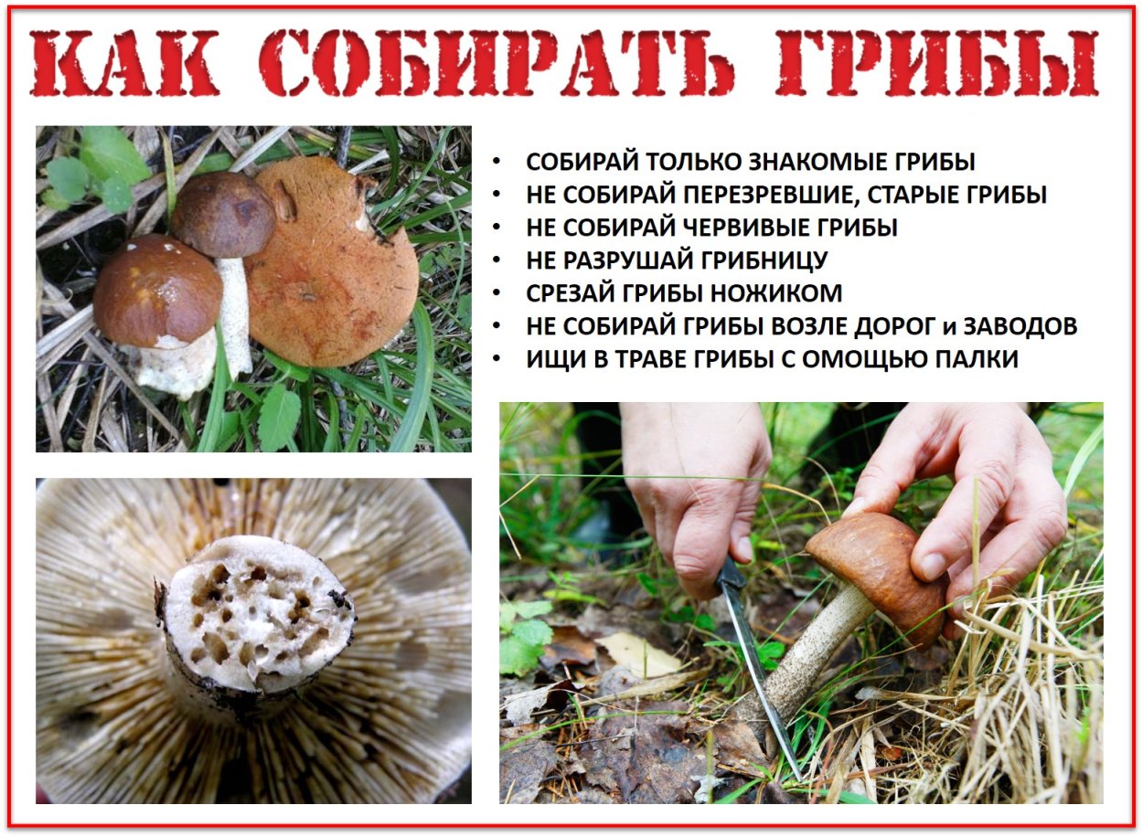 Как нало собирать грибы
