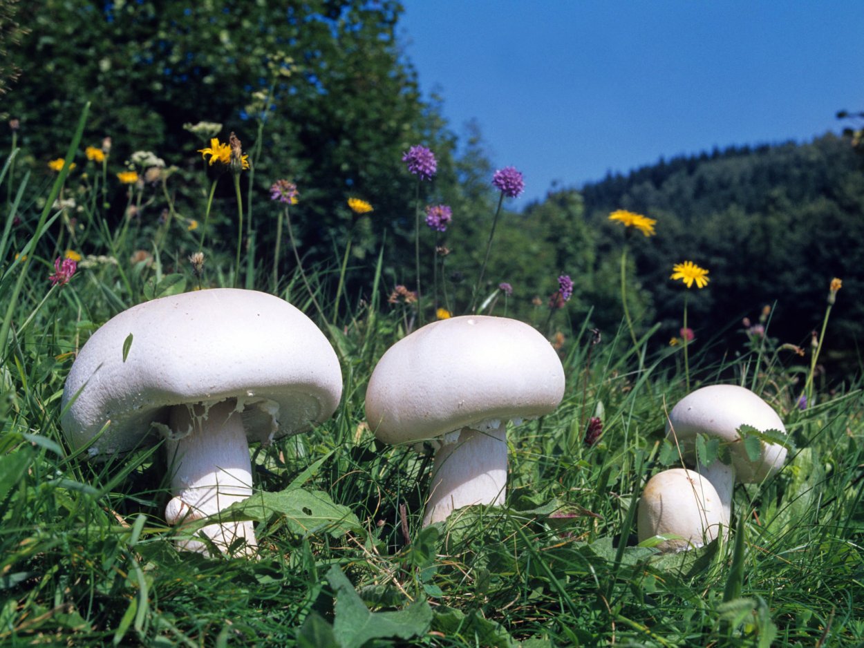 Mushroom Core Эстетика