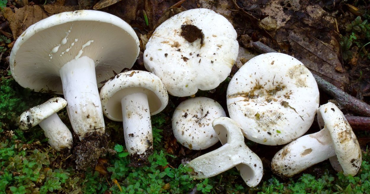 Груздь перечный (Lactárius piperátus)