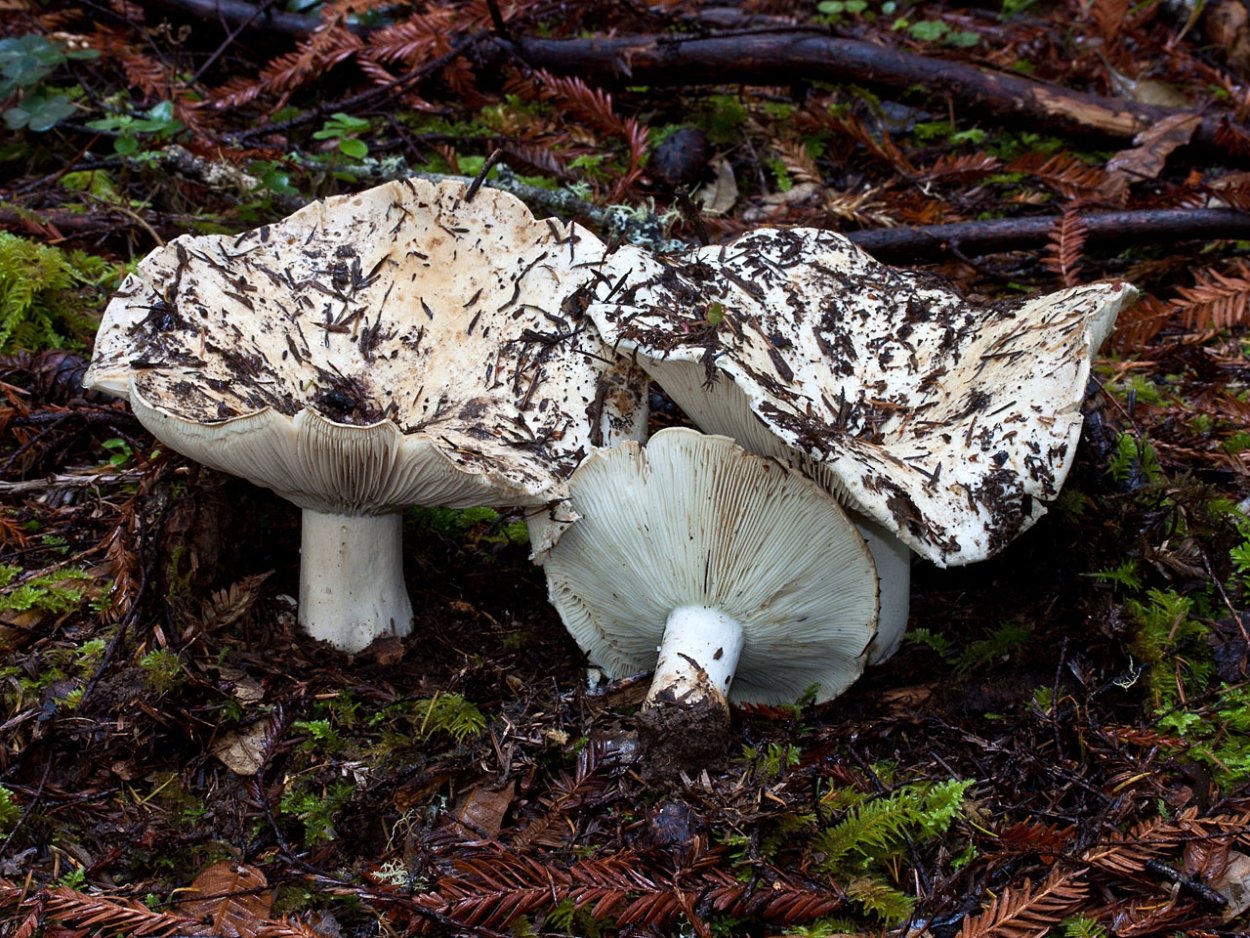 Russula griseascens