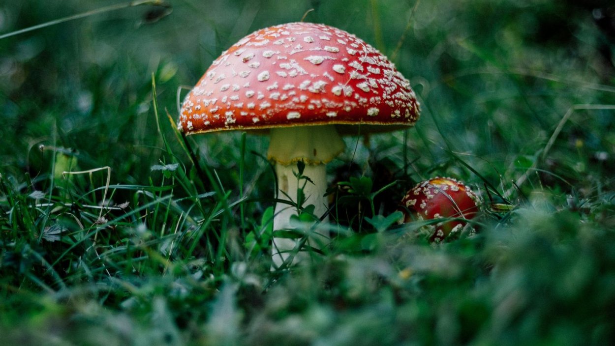 Мухомор и поганка
