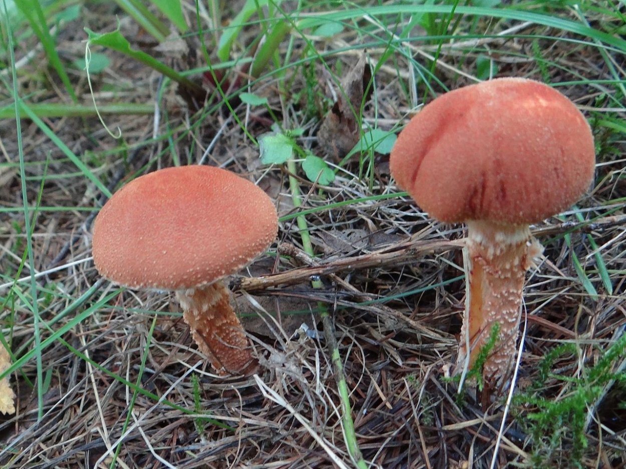 Cystodermella cinnabarina