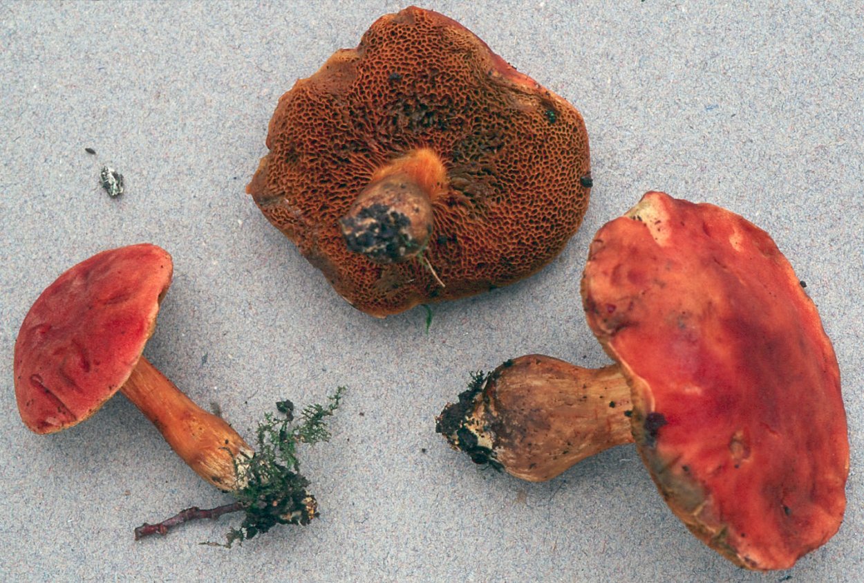 Гриб Boletus Дюпена