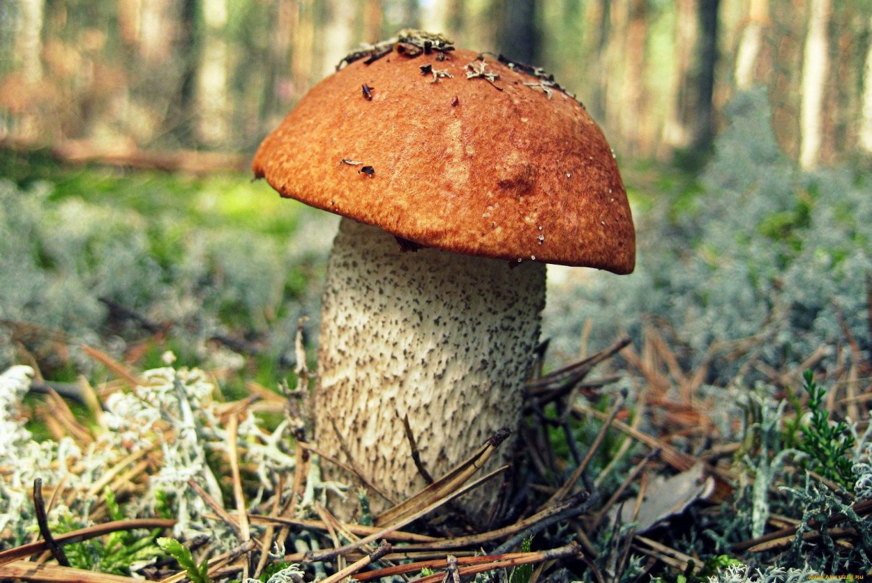 Картинка грибок