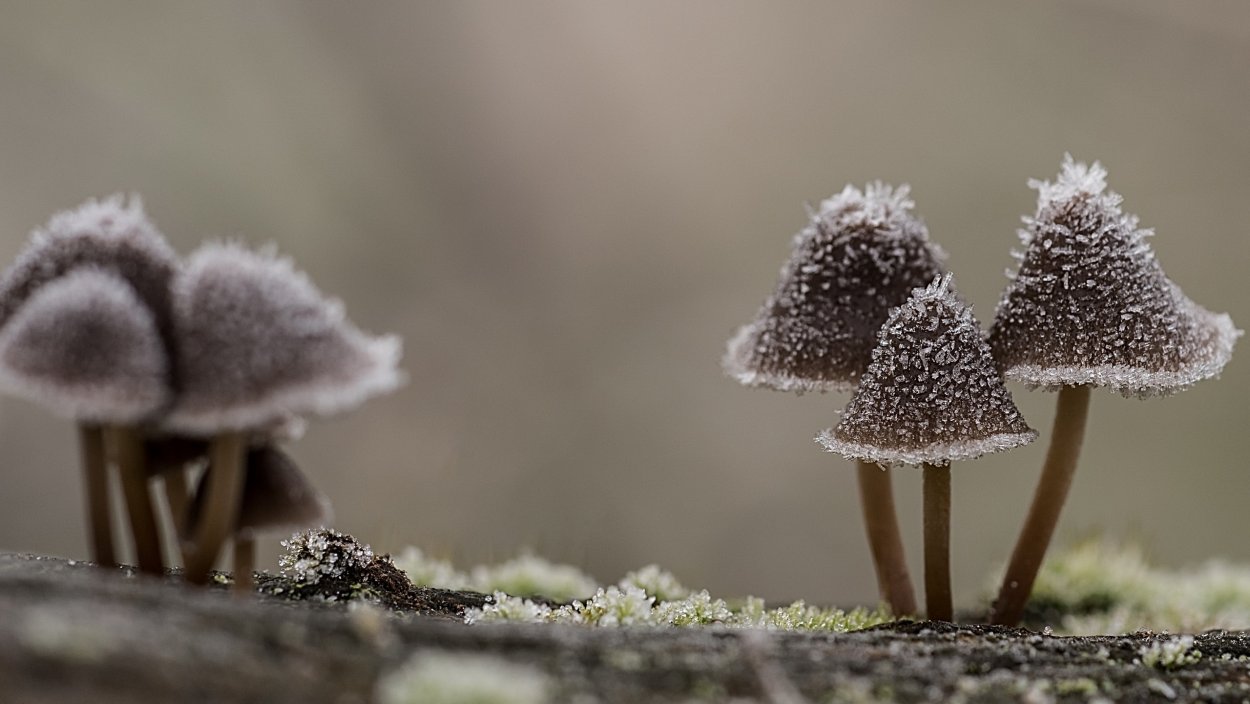Навозник белый Coprinus comatus