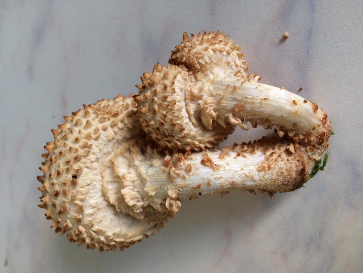 Чешуйчатка золотистая (Pholiota aurivella)