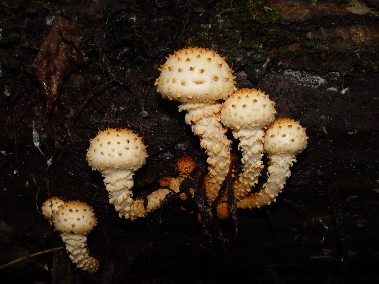 Чешуйчатка золотистая (Pholiota aurivella)