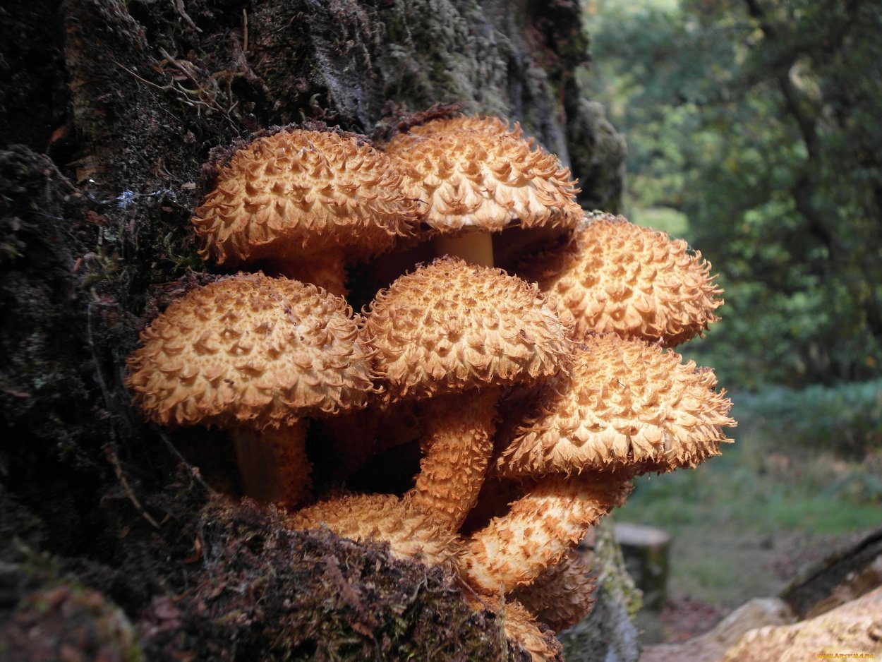 Гриб чешуйчатка обыкновенная Pholiota squarrosa