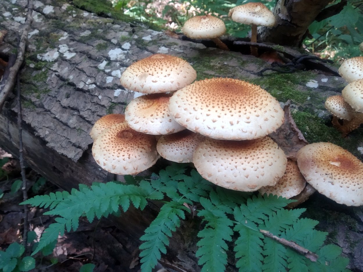 Чешуйчатка золотистая (Pholiota aurivella)