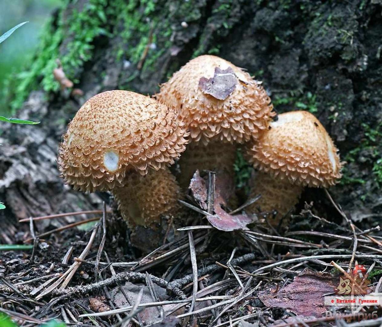Чешуйчатка Огненная Pholiota Flammans